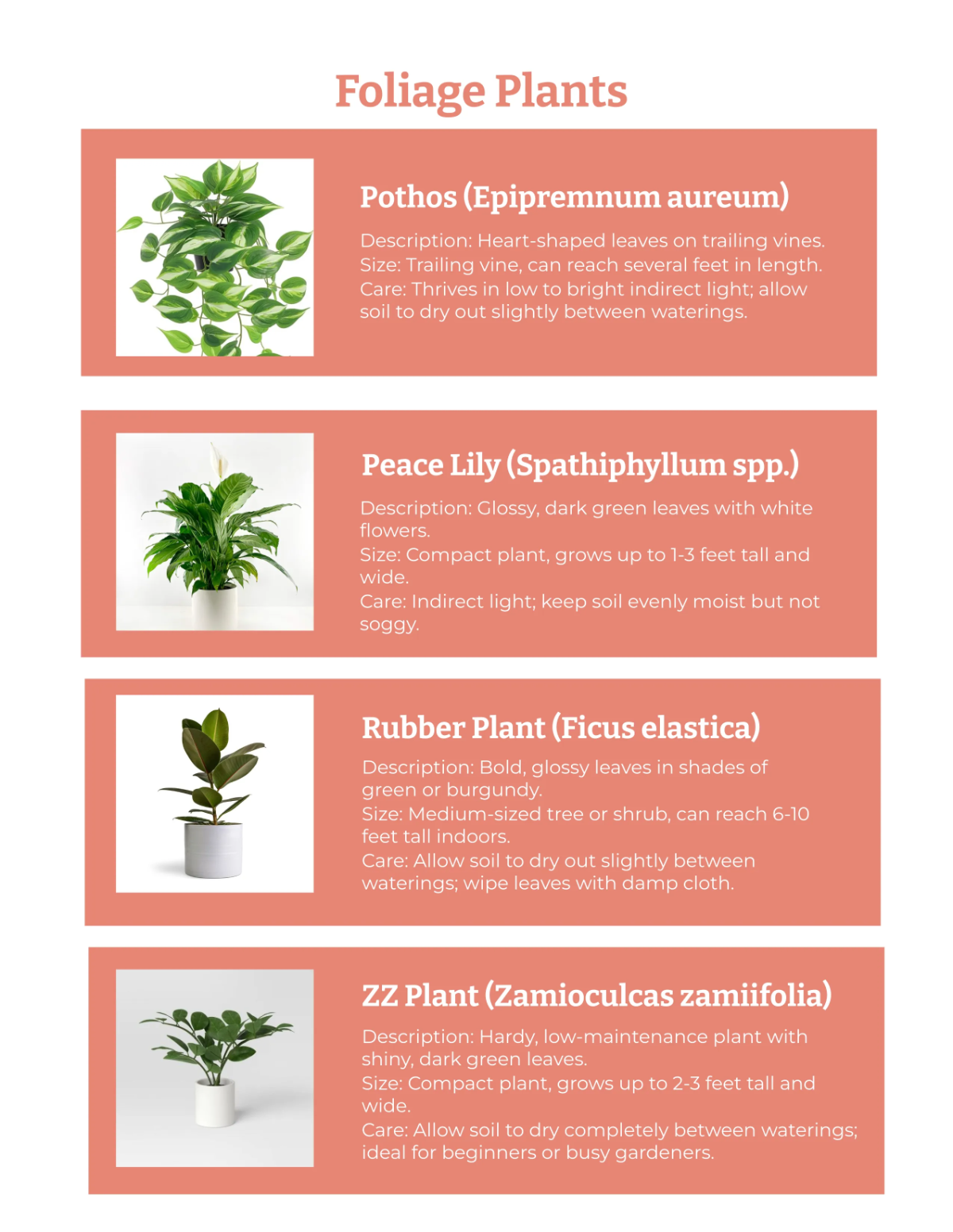 Free Ornamentals Catalog Template to Edit Online