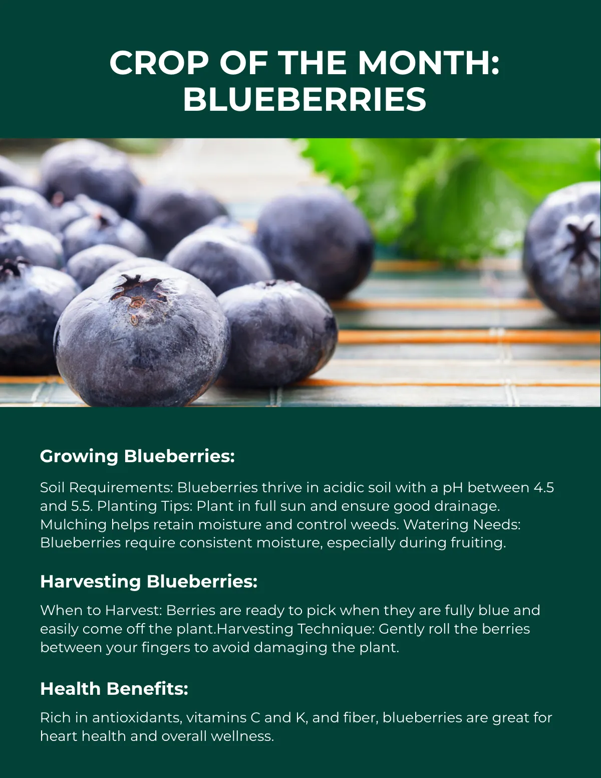 Free Farm Magazine Template to Edit Online