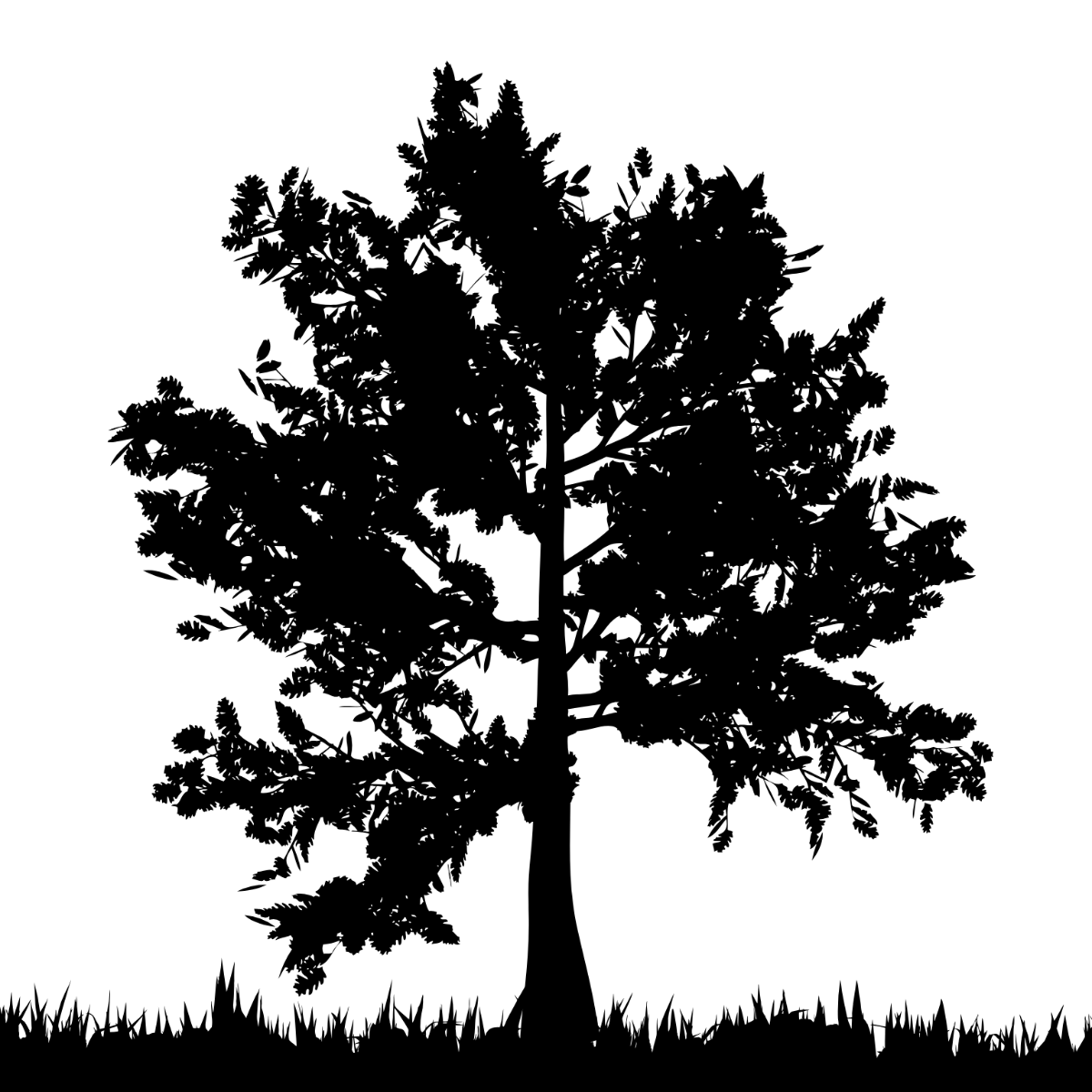 Tree Silhouette Overlay