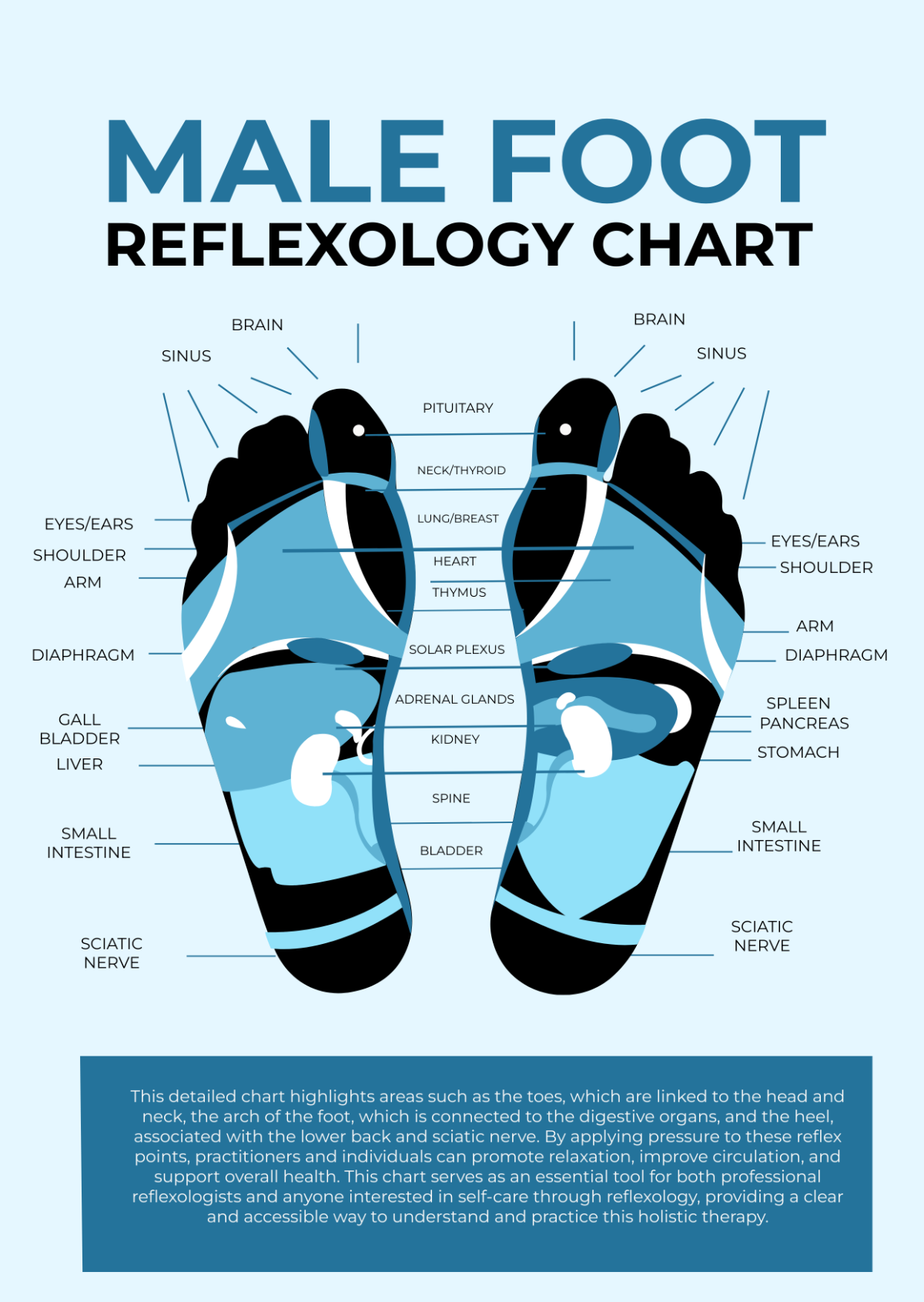 Male Foot Reflexology Chart