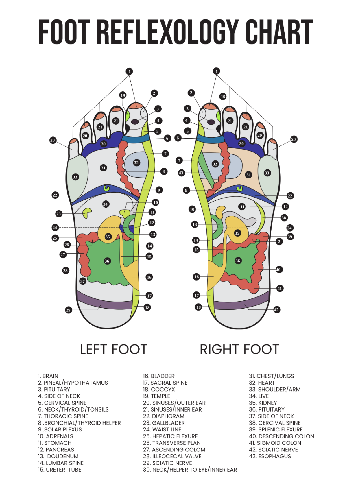 thumbnail image 2 of RAC Hand Reflexology Chart - LAMINATED - Reflexology Store 2 of 13