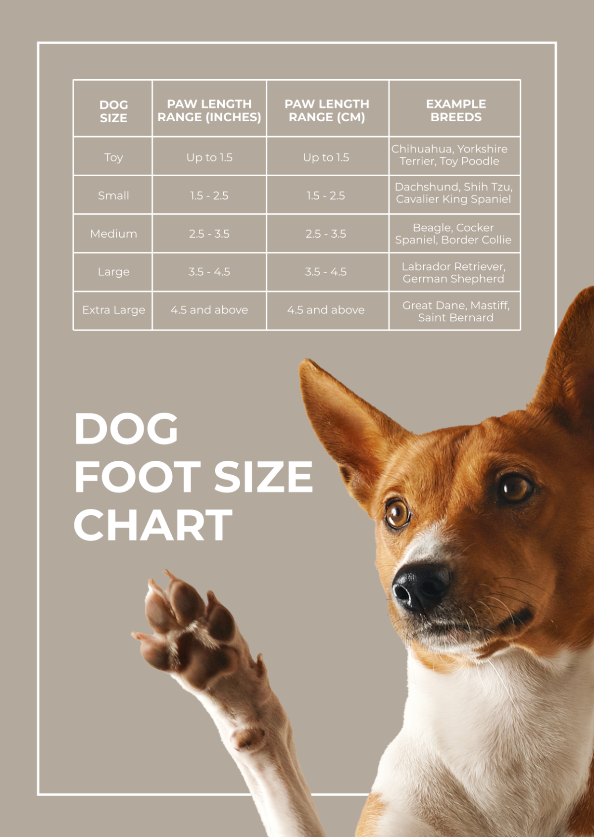 Dog Foot Size Chart