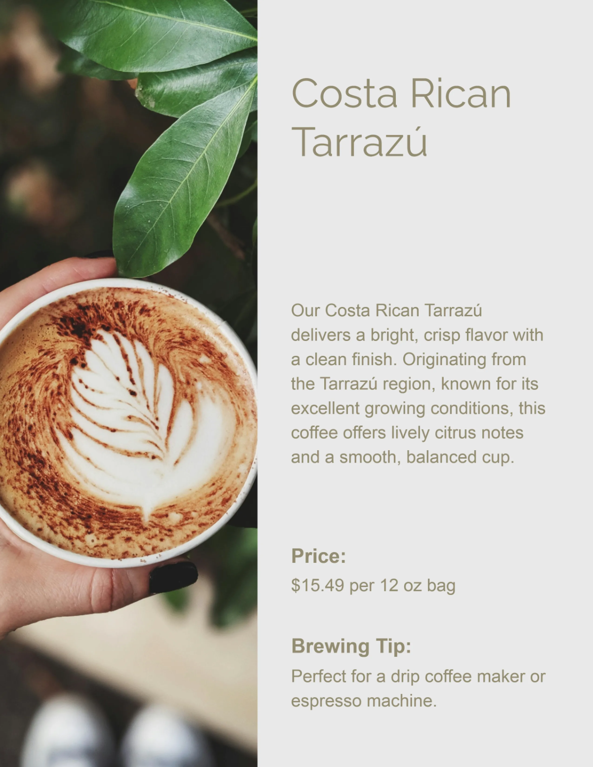 Free Modern Coffee Catalog Template to Edit Online