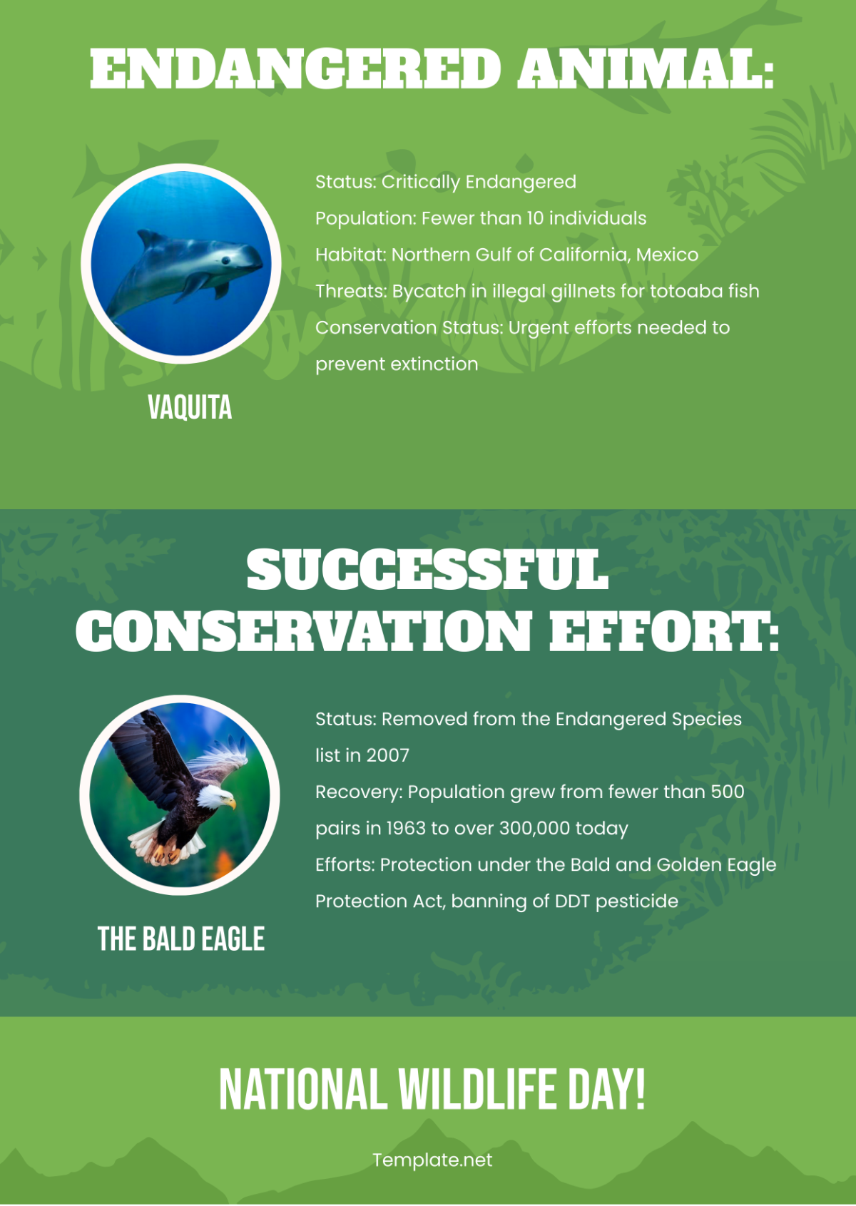 National Wildlife Day infographics Template - Edit Online & Download