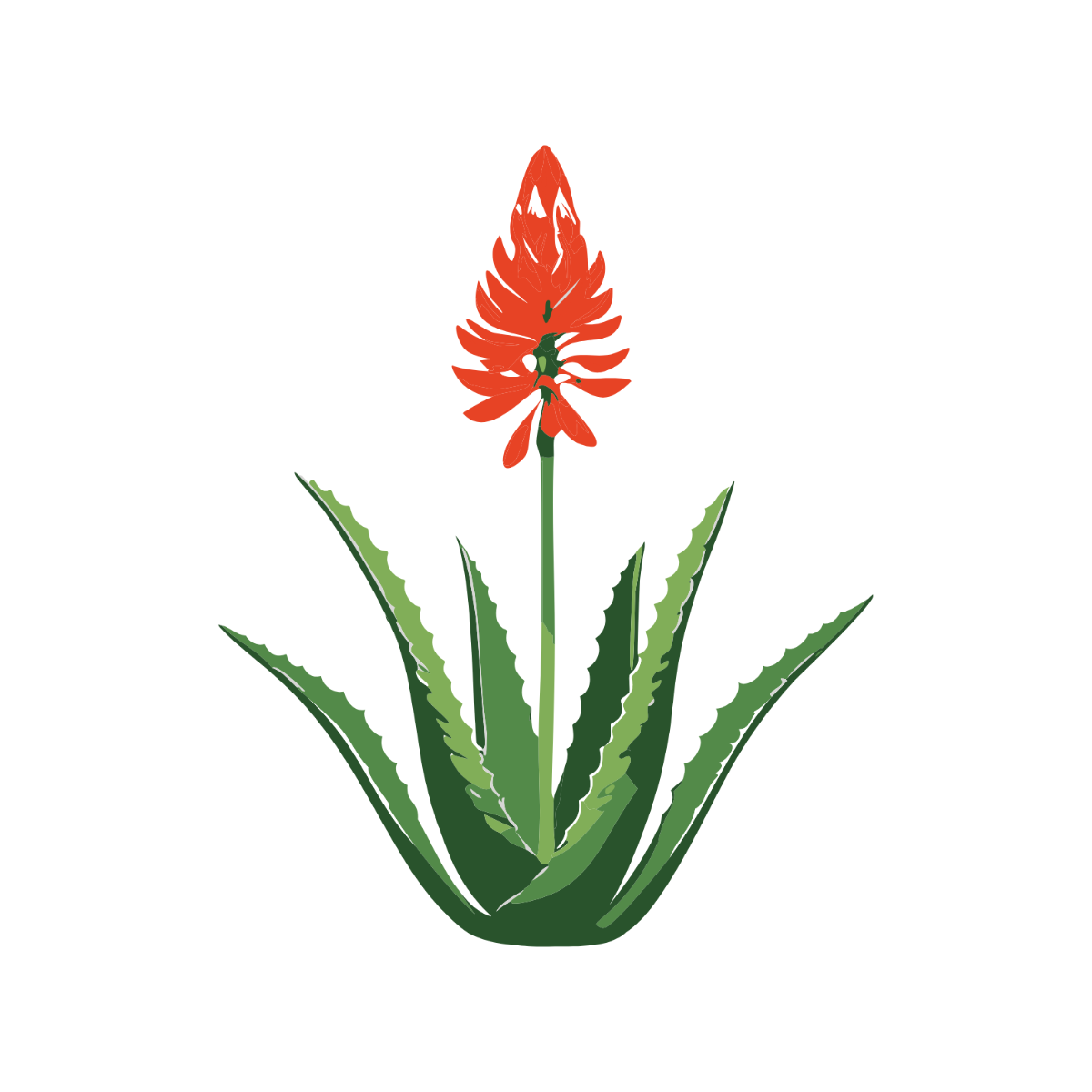 Aloe Vera Plant