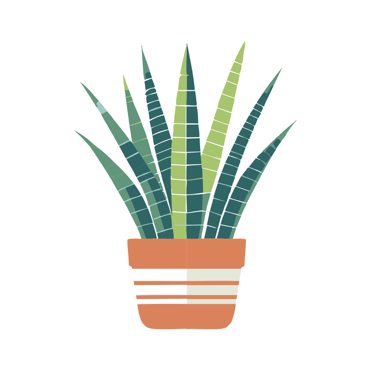 Snake Plant