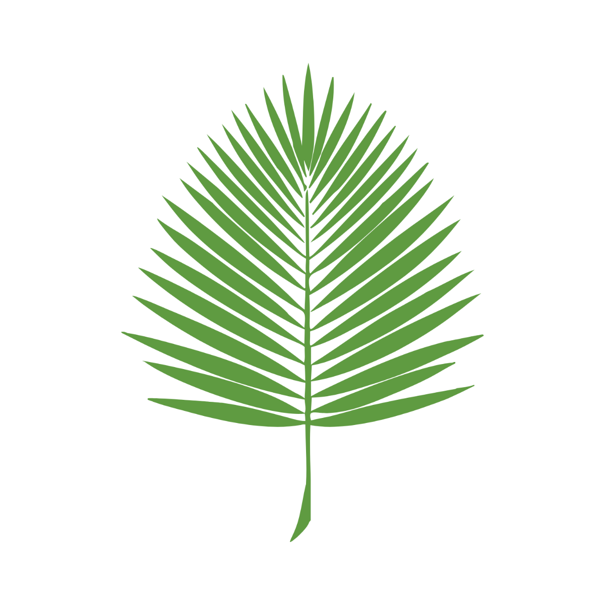 Palm Leaf