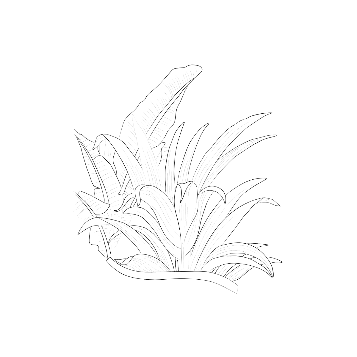 Hand-Drawn Tropical Clipart