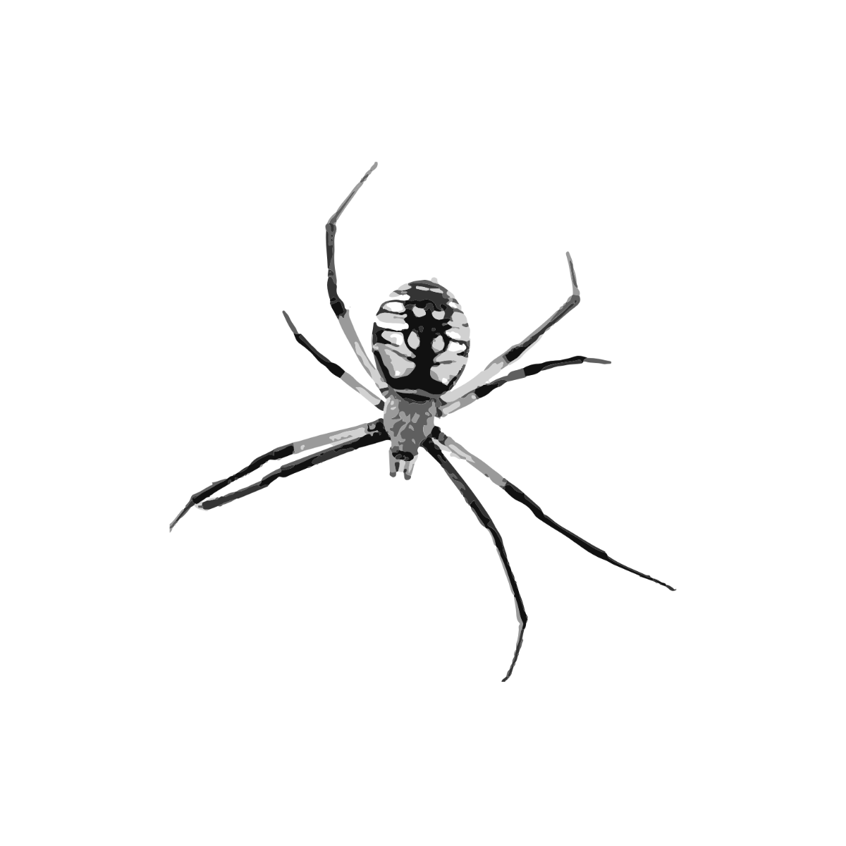 Realistic Spider Clipart - Edit Online | Template.net