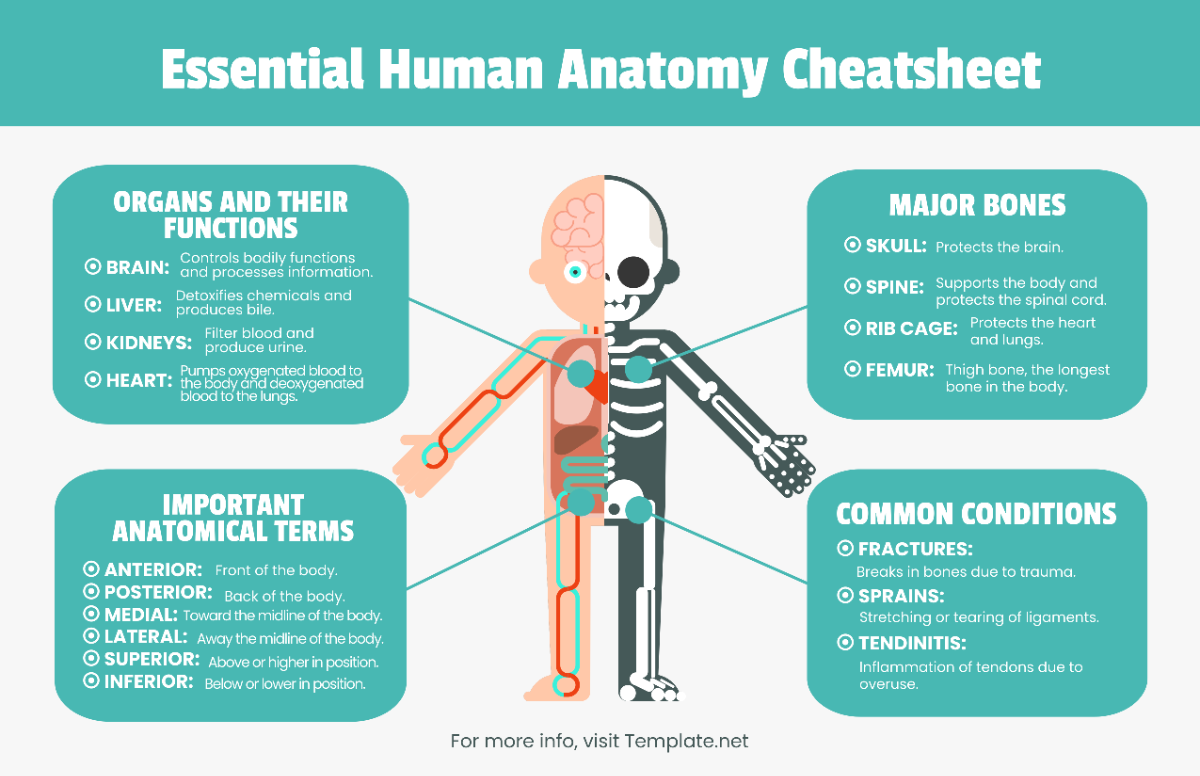 Infographic Cheatsheet