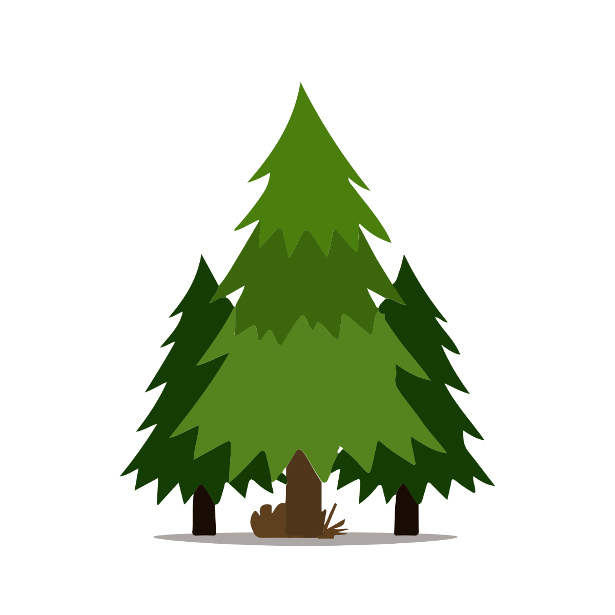 Pine Clipart