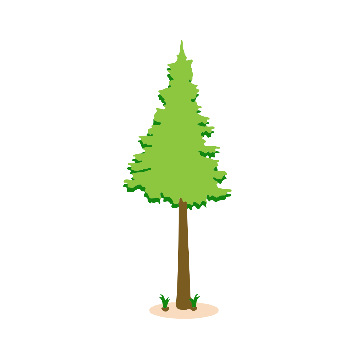 Transparent Pine Clipart