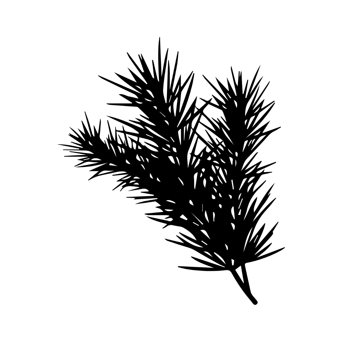 Pine Leaves Clipart