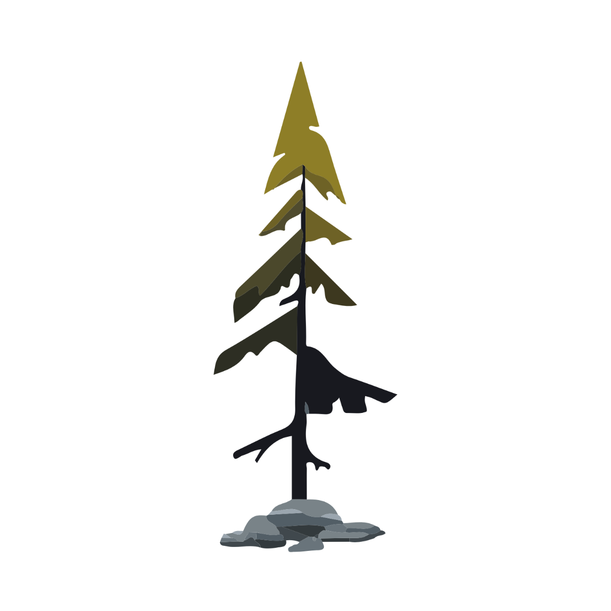 Pine Illustration Clipart