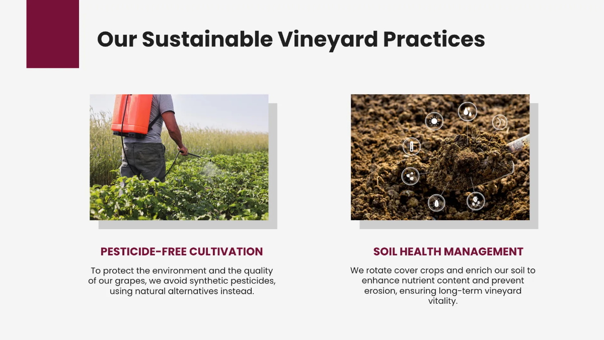 Free Wine Presentation Template to Edit Online