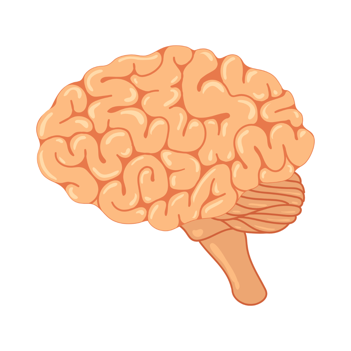 Realistic Brain Clipart