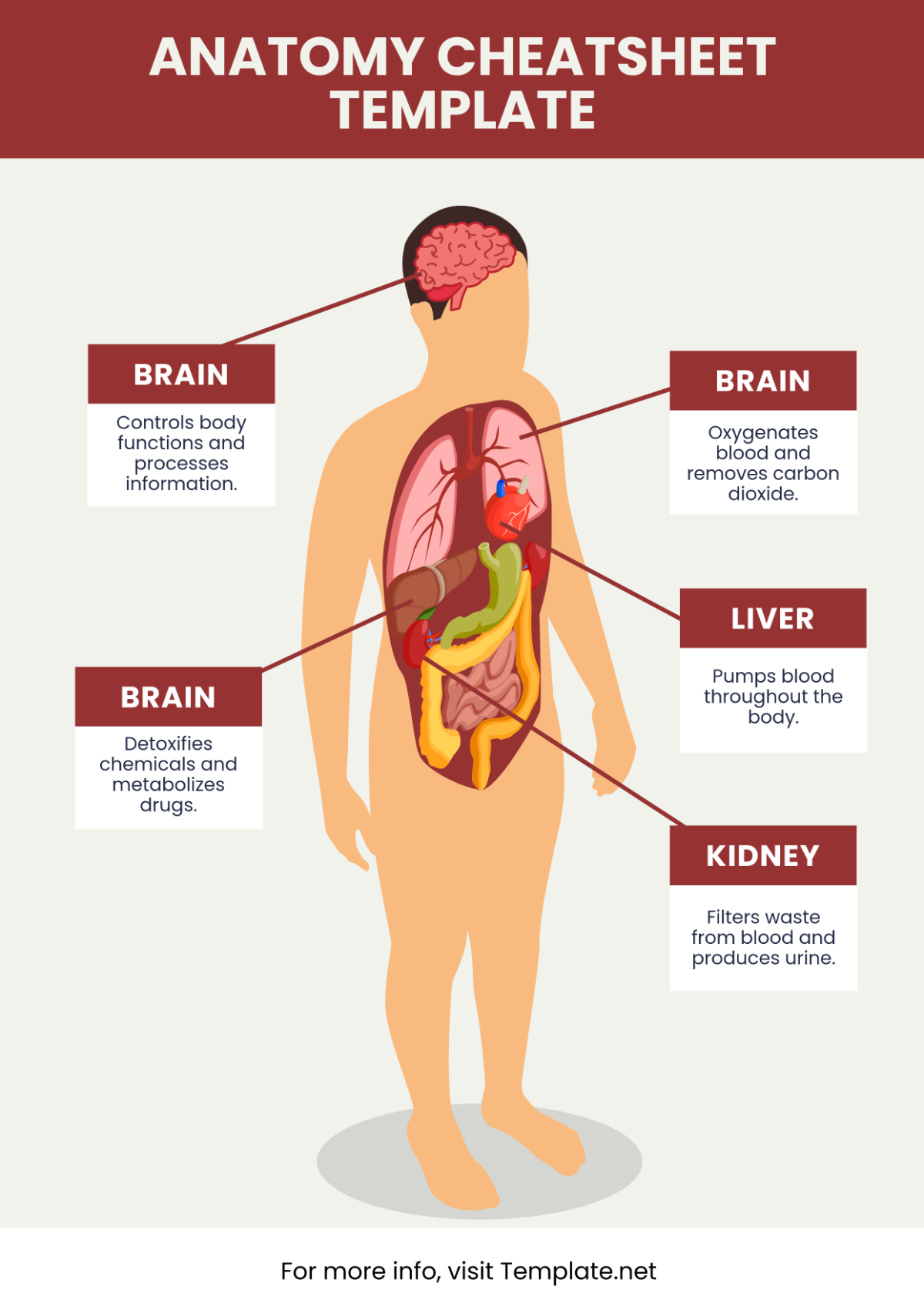 Free Anatomy Cheatsheet Template - Edit Online & Download