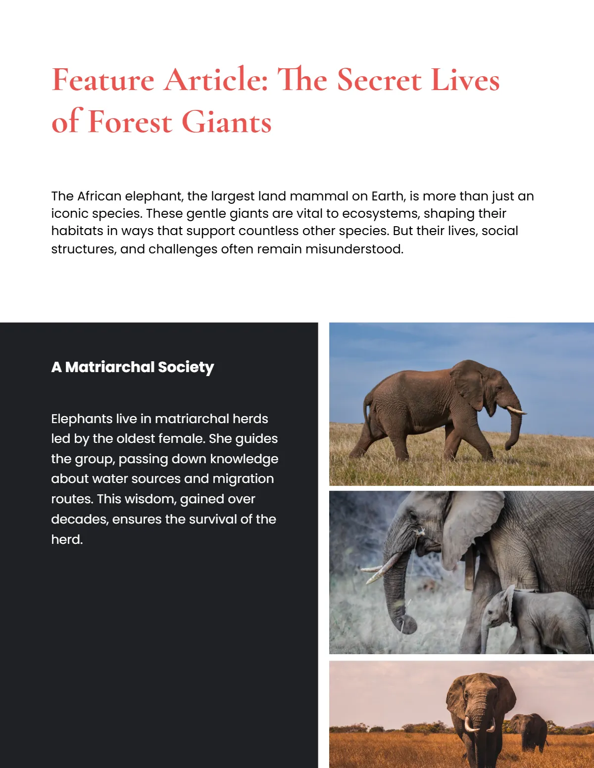 Free Wildlife Magazine Template to Edit Online