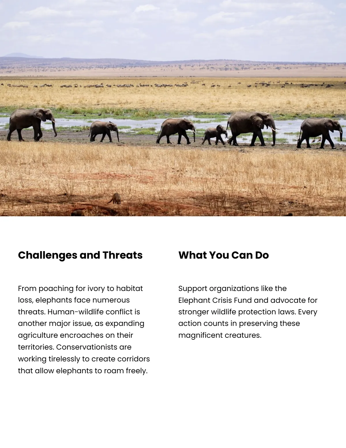Free Wildlife Magazine Template to Edit Online