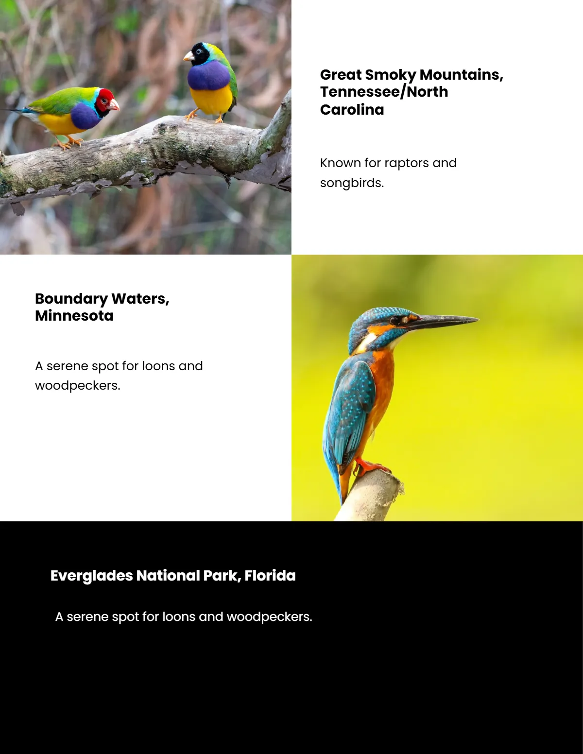 Free Wildlife Magazine Template to Edit Online