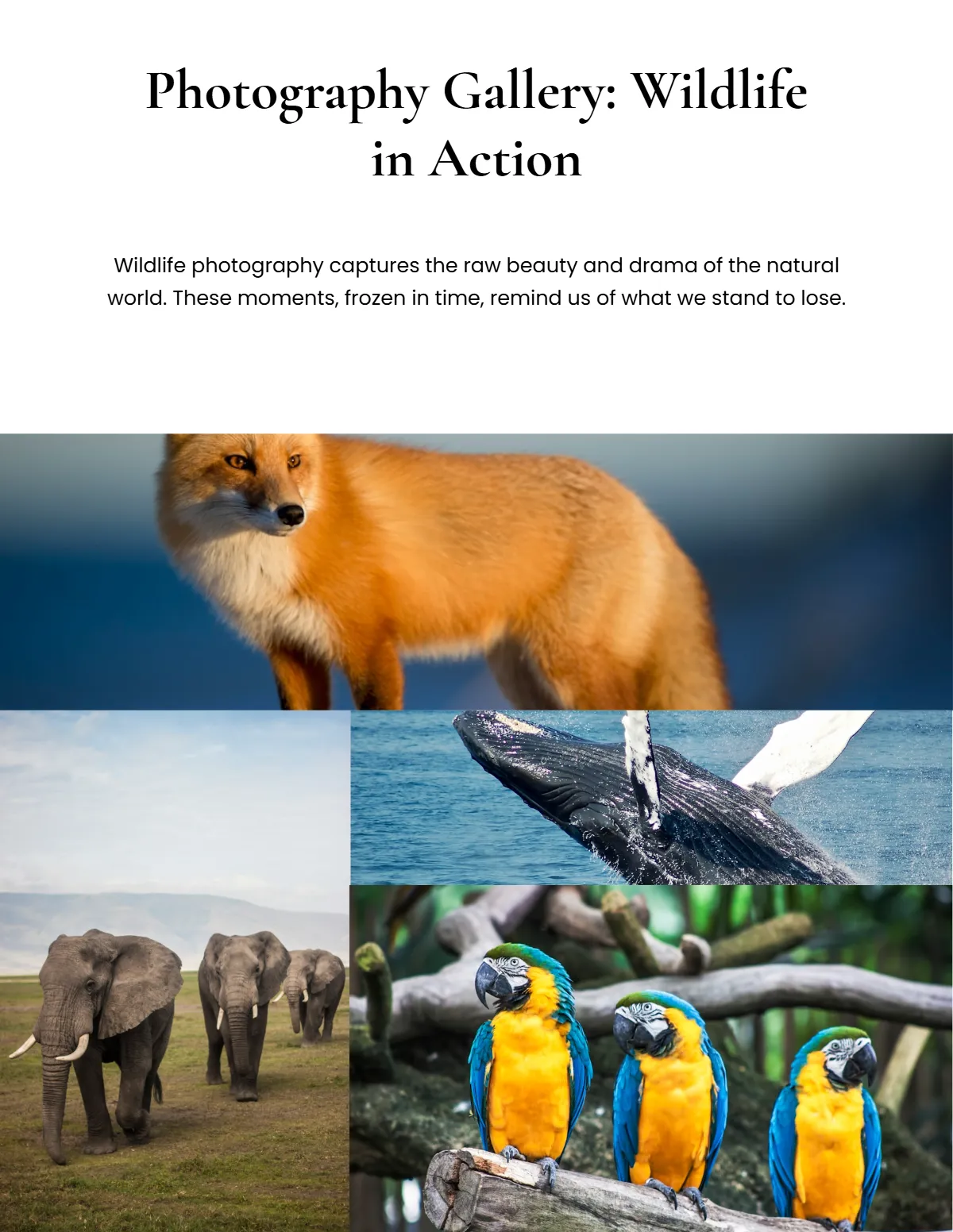 Free Wildlife Magazine Template to Edit Online