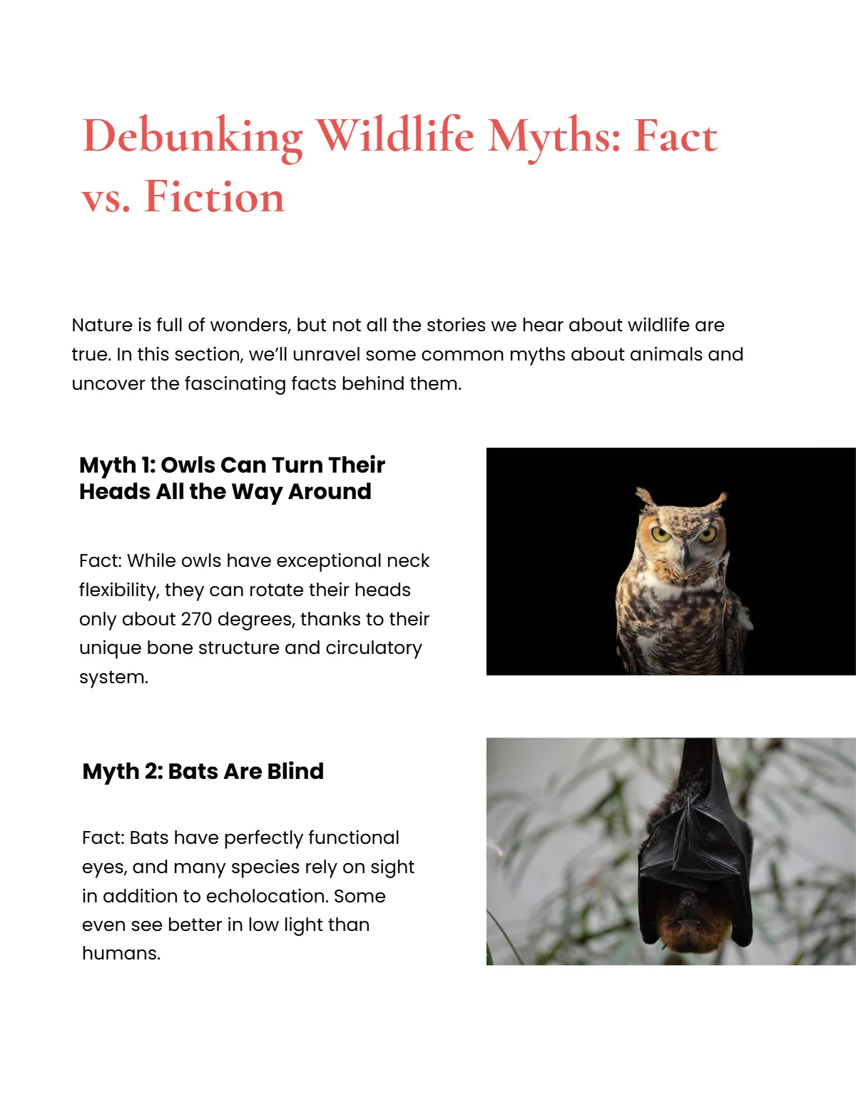 Free Wildlife Magazine Template to Edit Online