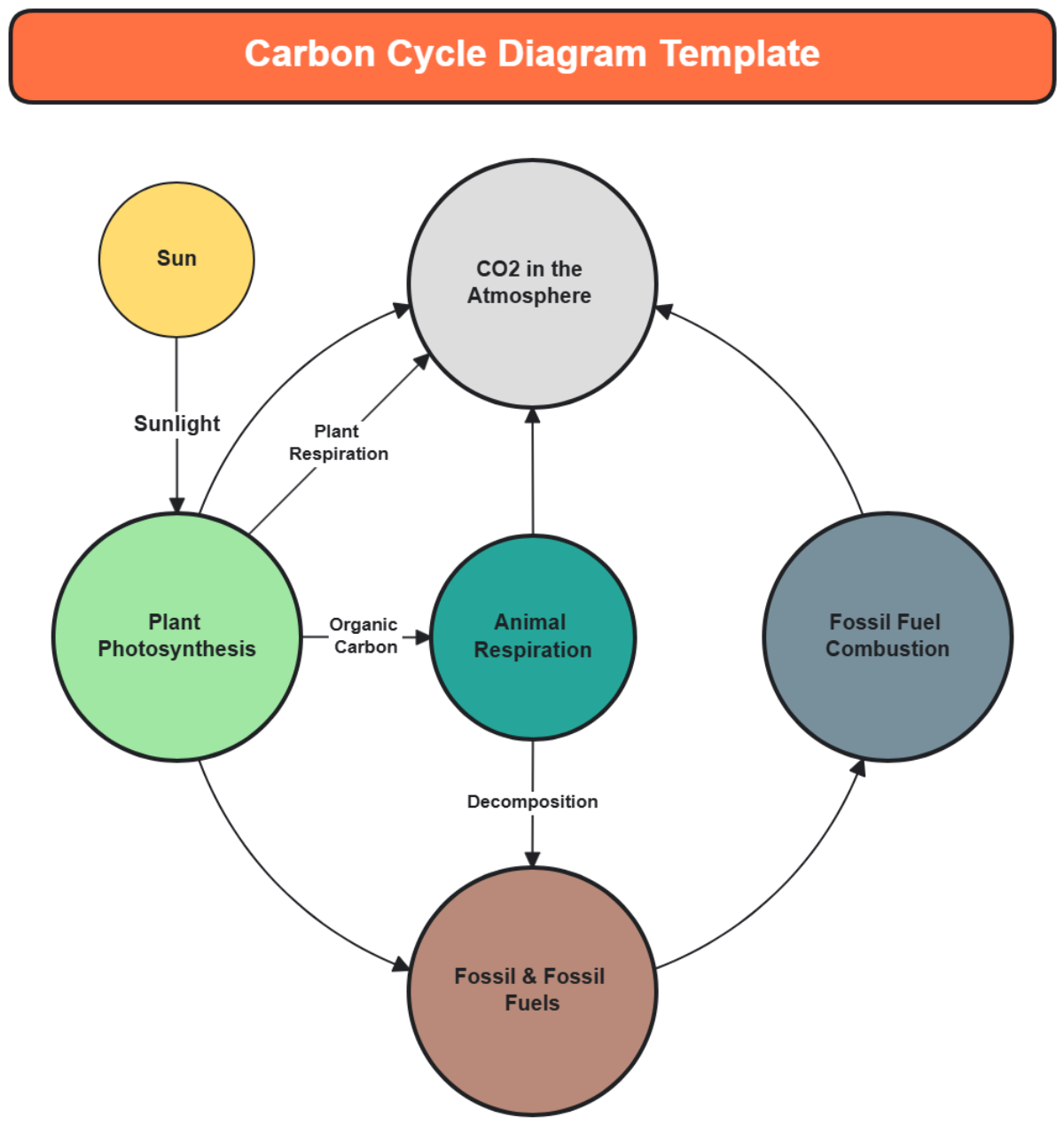 Carbon Cycle Diagram Template - Edit Online & Download