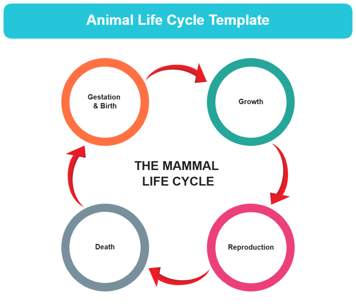 Animal Life Cycle Template