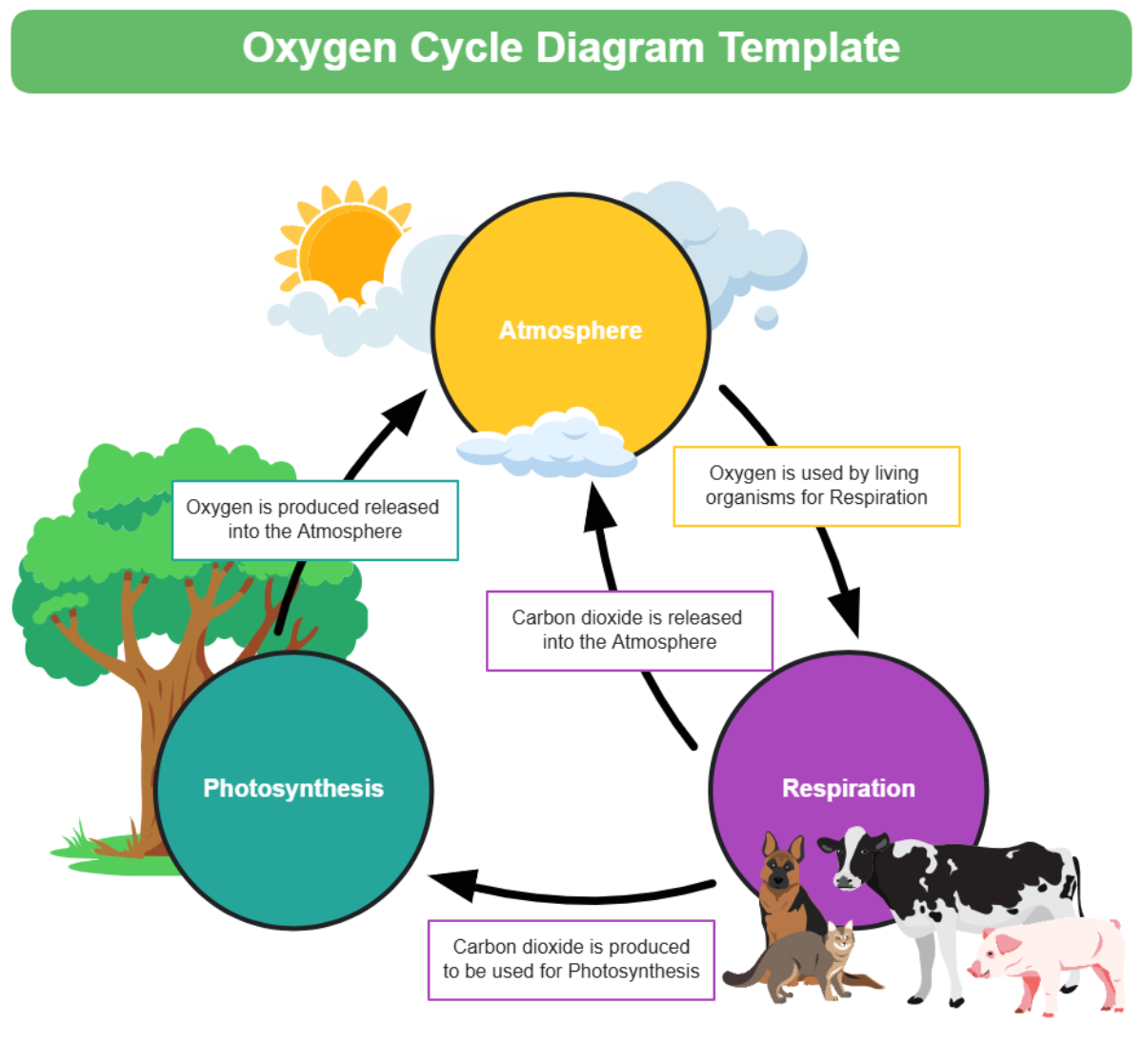 Oxygen Cycle Diagram Template - Edit Online & Download