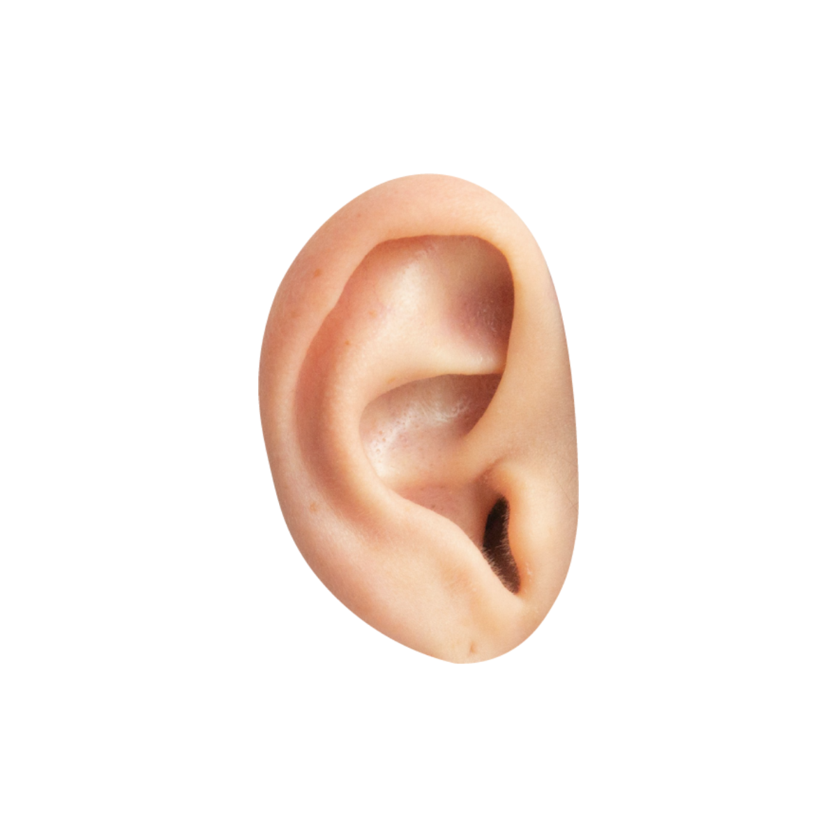 Realistic Ear Clipart  - Edit Online | Template.net