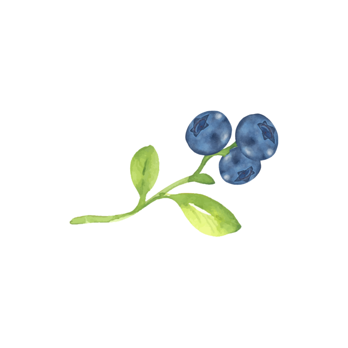 Free Watercolor Blueberry Clipart to Edit Online