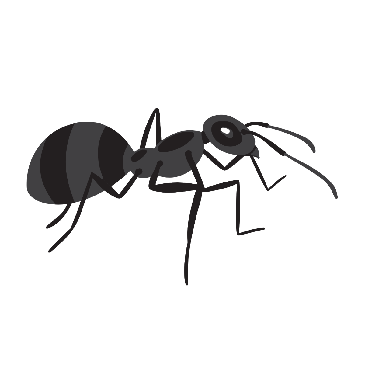 Free Ant Templates