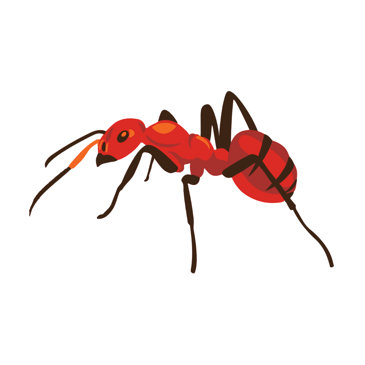 Free Ant Templates