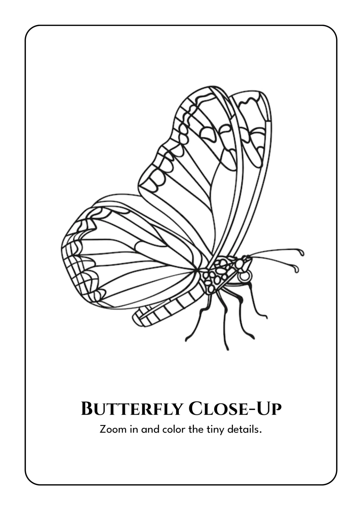 Free Butterfly Coloring Book Template to Edit Online