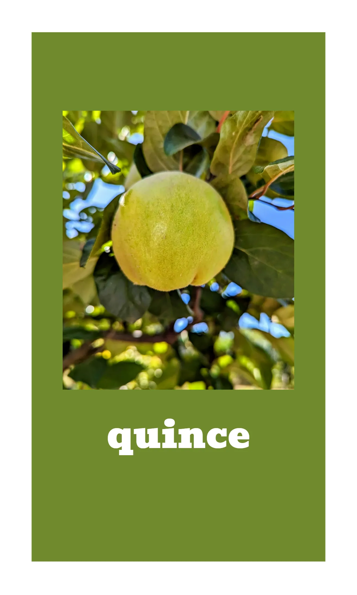 Free Fruit and Vegetable Alphabet Flashcards Template to Edit Online