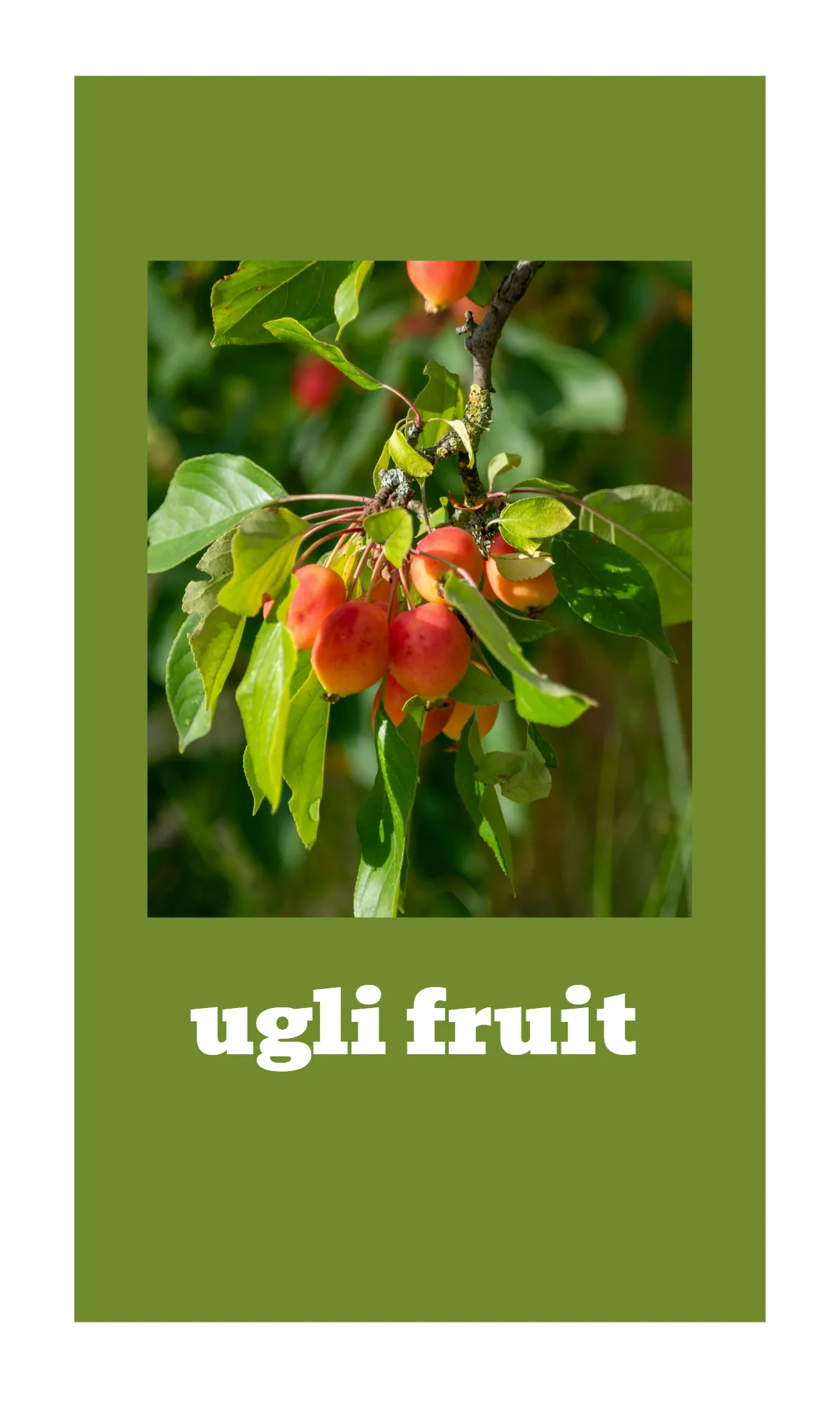 Free Fruit and Vegetable Alphabet Flashcards Template to Edit Online