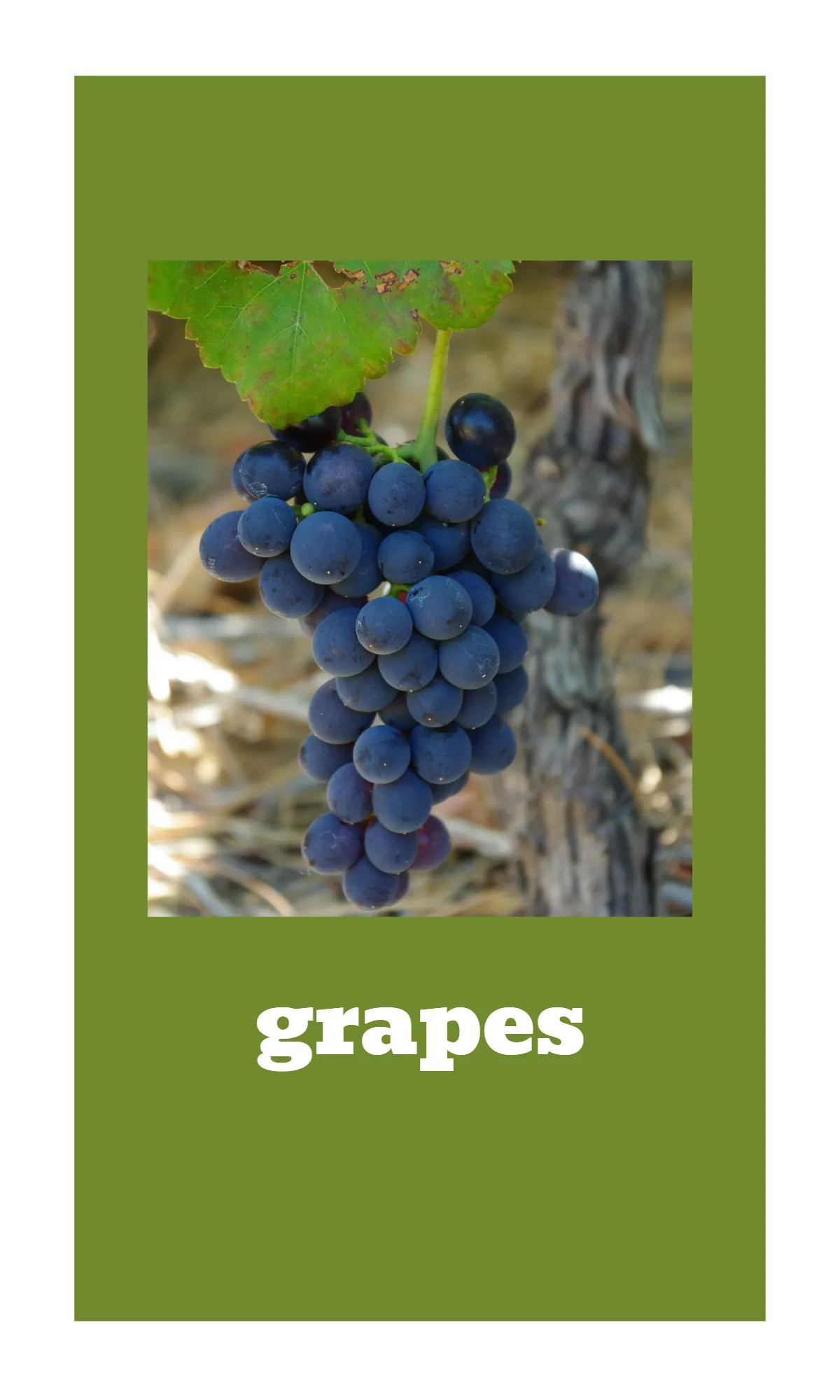 Free Fruit and Vegetable Alphabet Flashcards Template to Edit Online