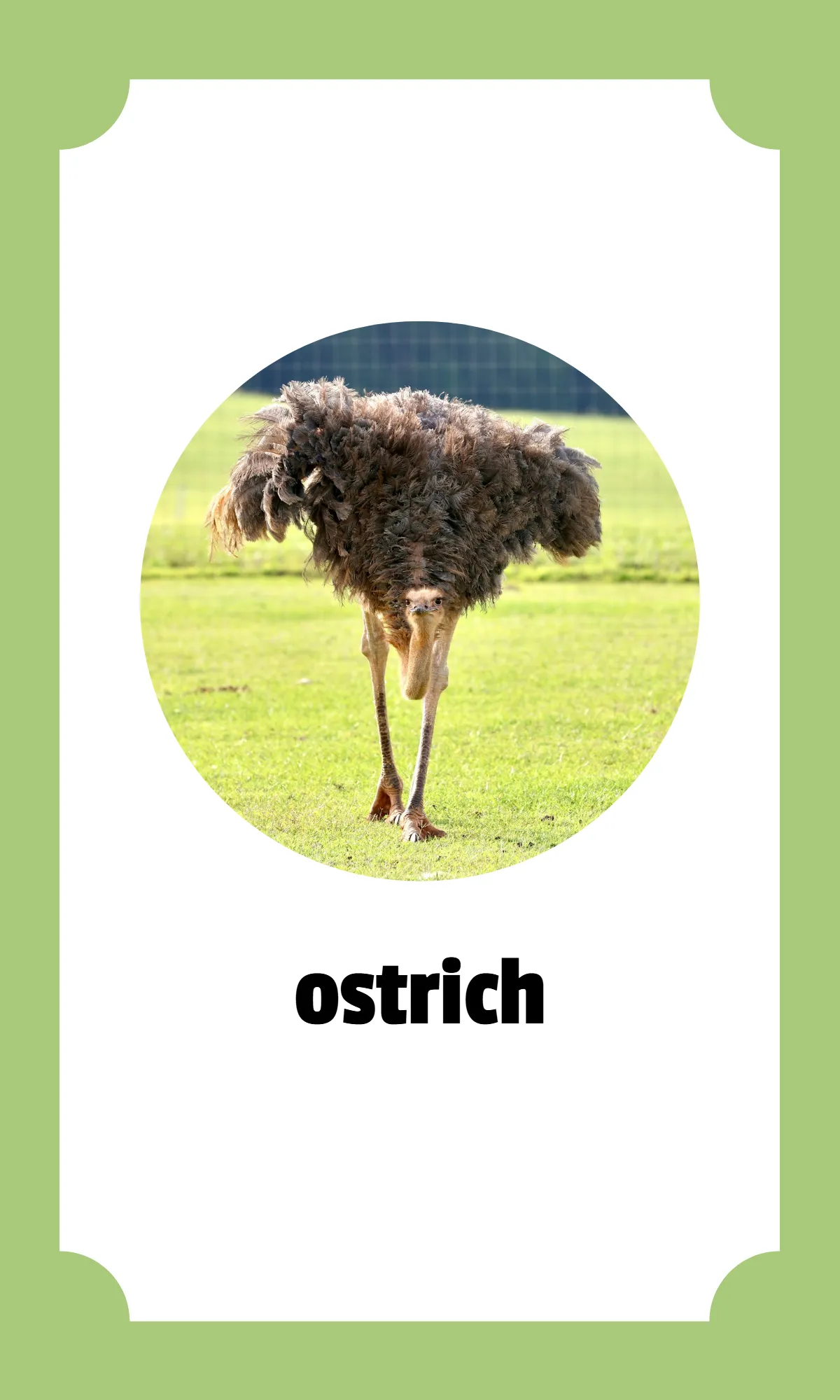 Free Kindergarten Alphabet Flashcards Template to Edit Online