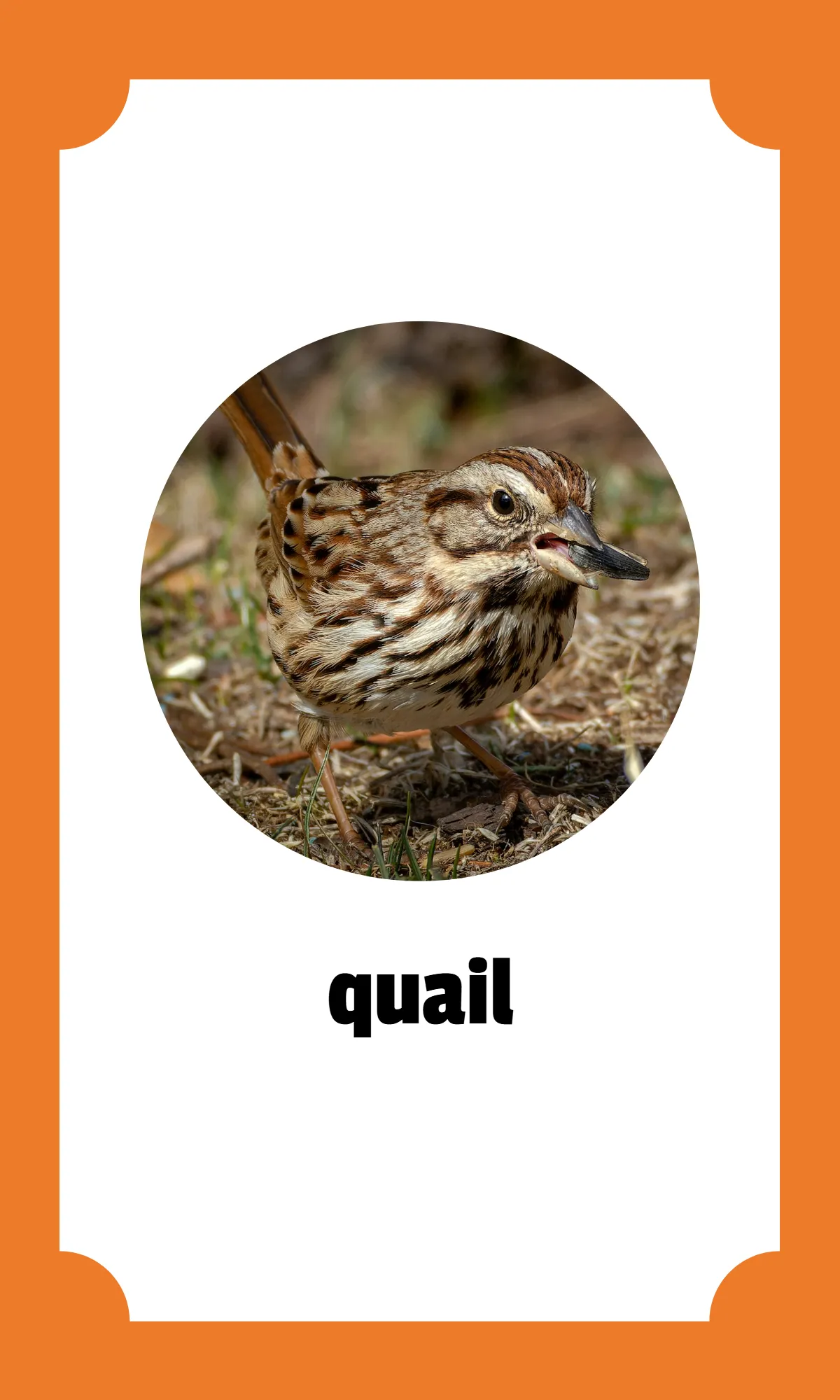 Free Kindergarten Alphabet Flashcards Template to Edit Online