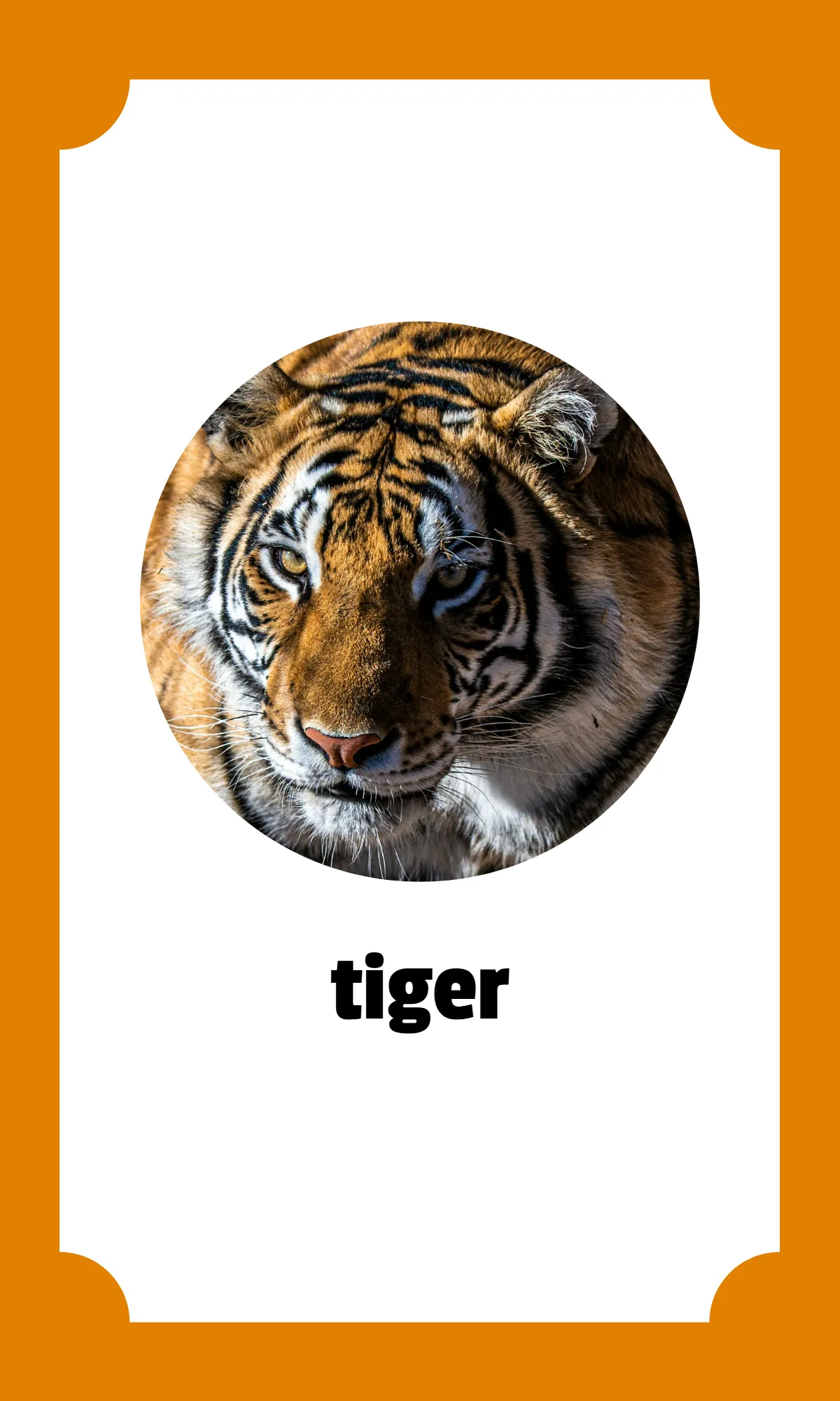 Free Kindergarten Alphabet Flashcards Template to Edit Online