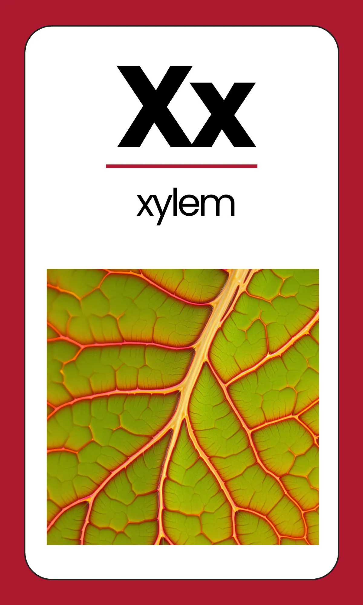 Free Elementary Alphabet Flashcards Template to Edit Online