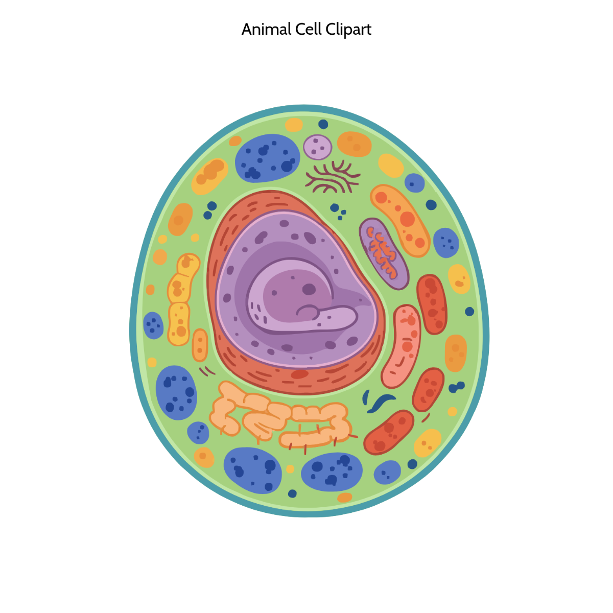 Free Animal Cell Clipart Template