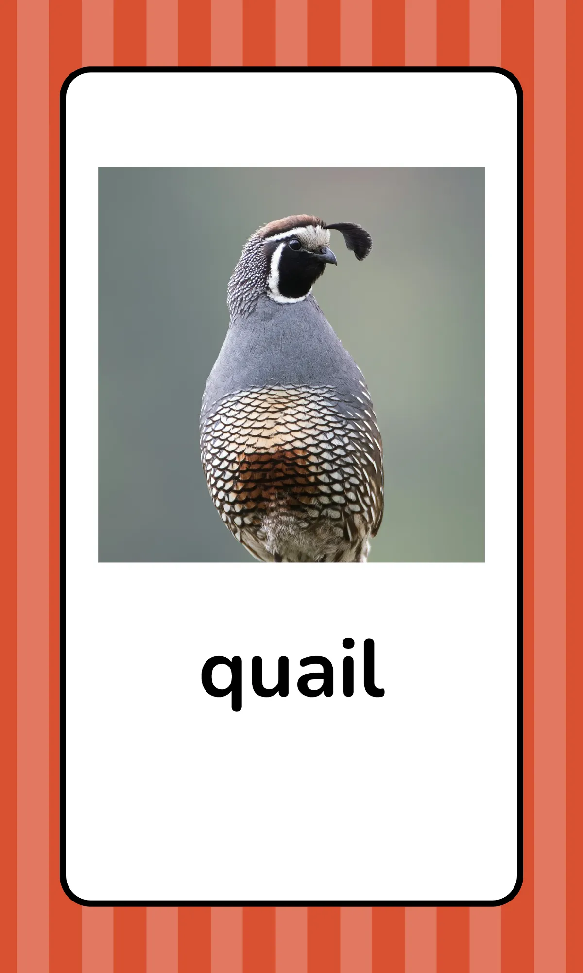 Free Alphabet Flashcards with Animals Template to Edit Online