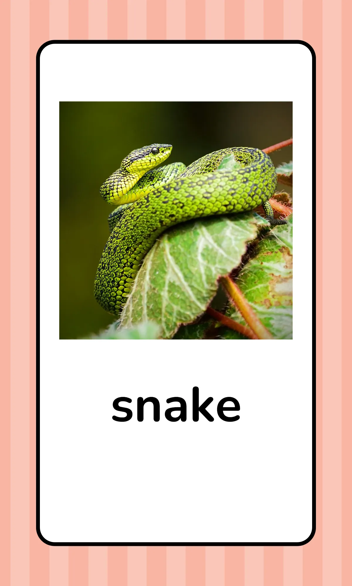 Free Alphabet Flashcards with Animals Template to Edit Online