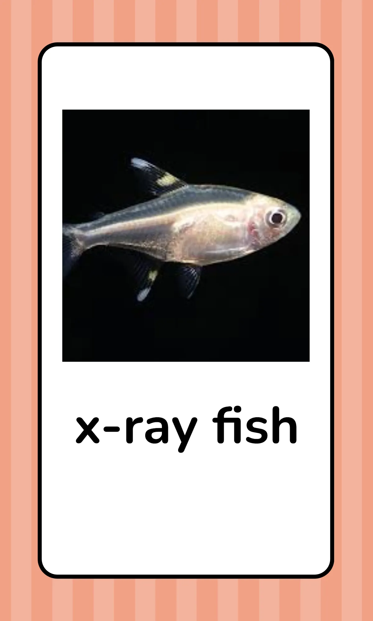 Free Alphabet Flashcards with Animals Template to Edit Online