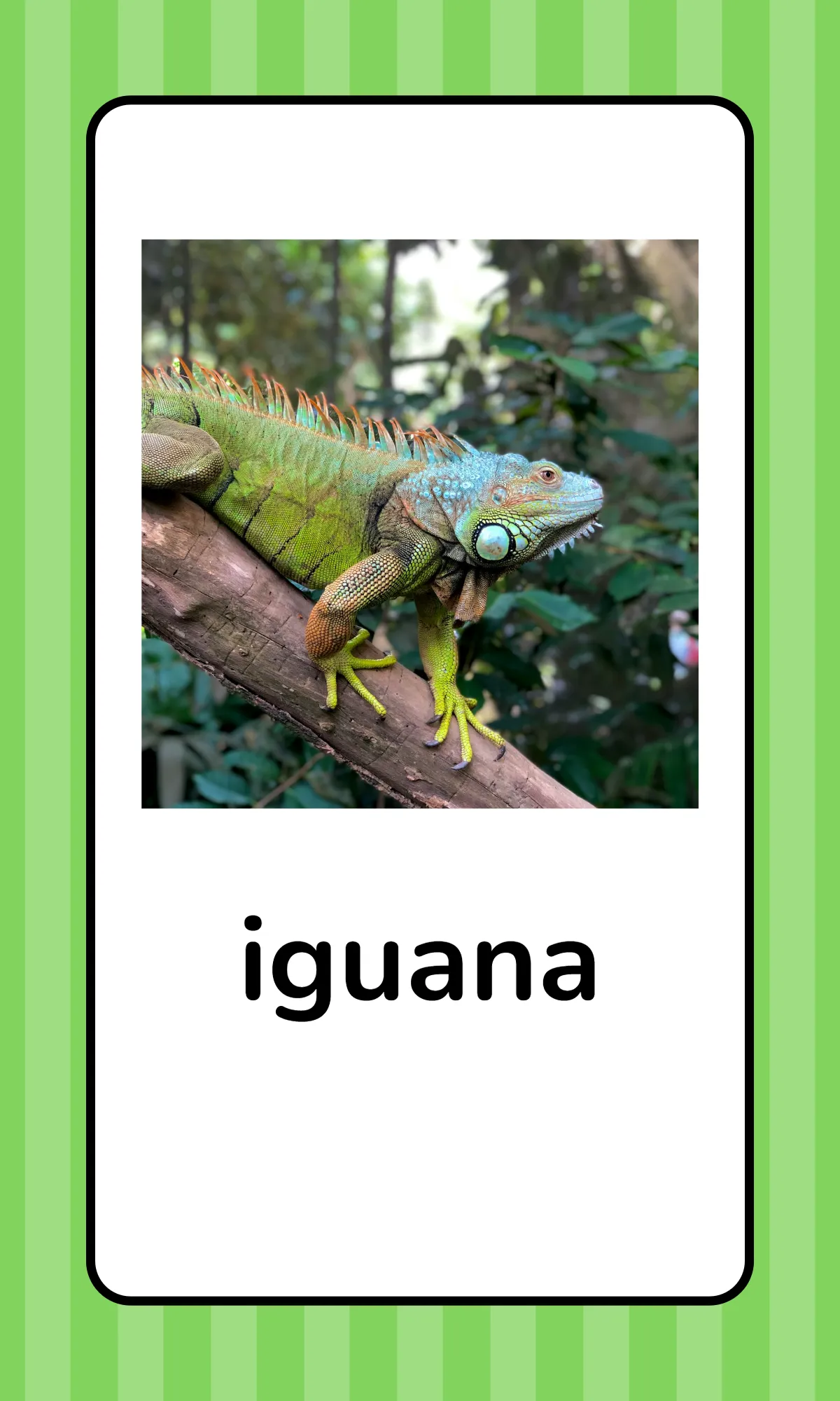 Free Alphabet Flashcards with Animals Template to Edit Online