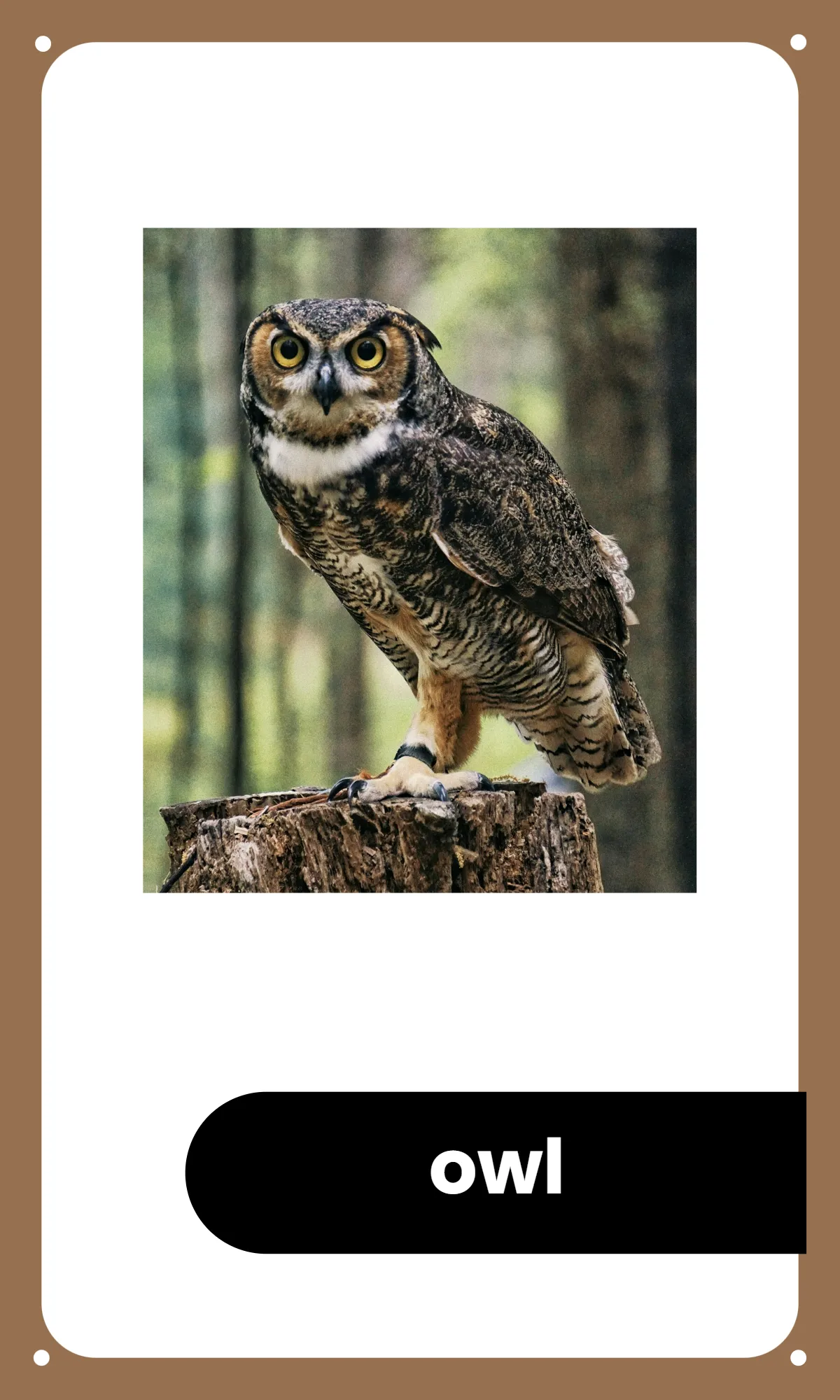 Free Preschool Alphabet Flashcards Template to Edit Online