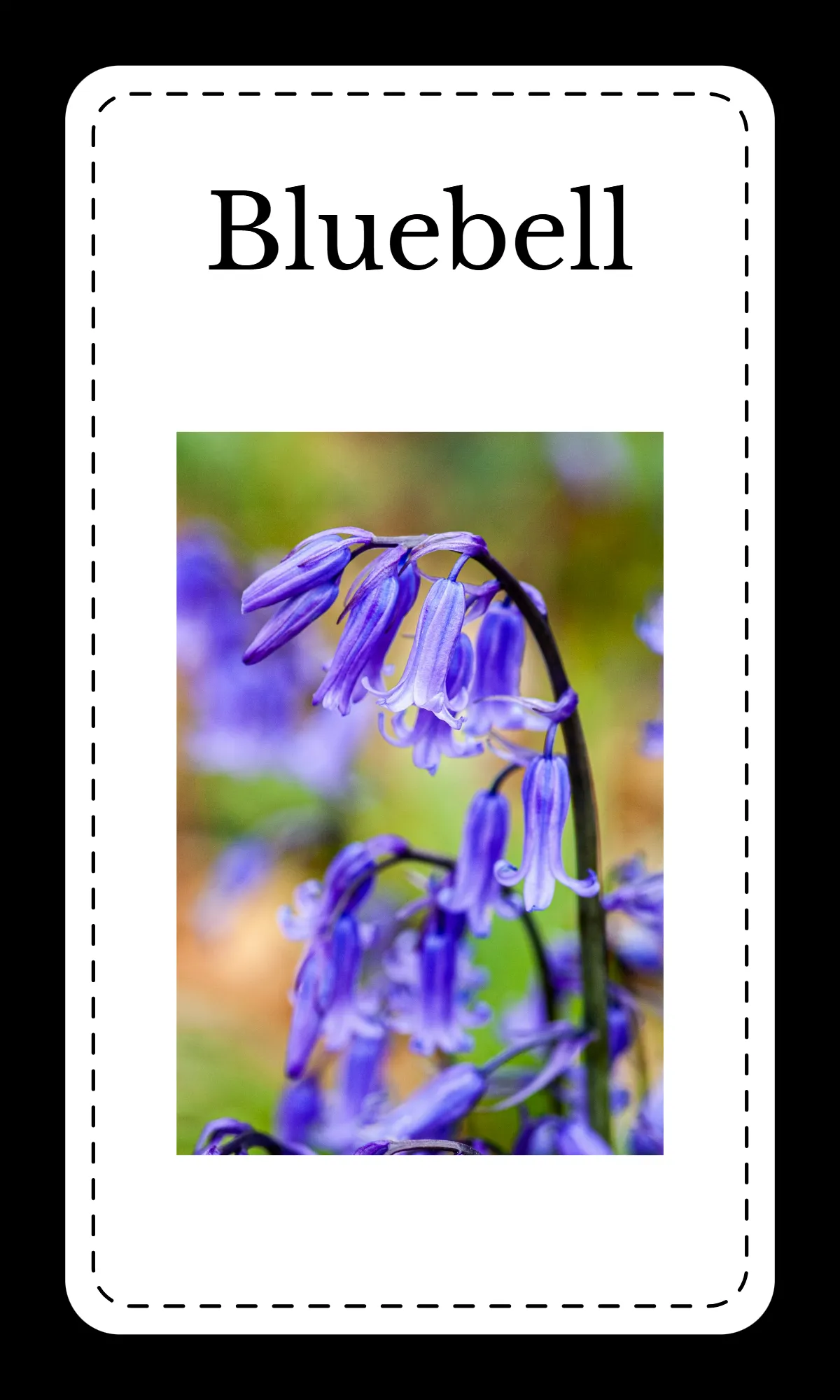 Free Creative Floral Alphabet Flashcards Template to Edit Online