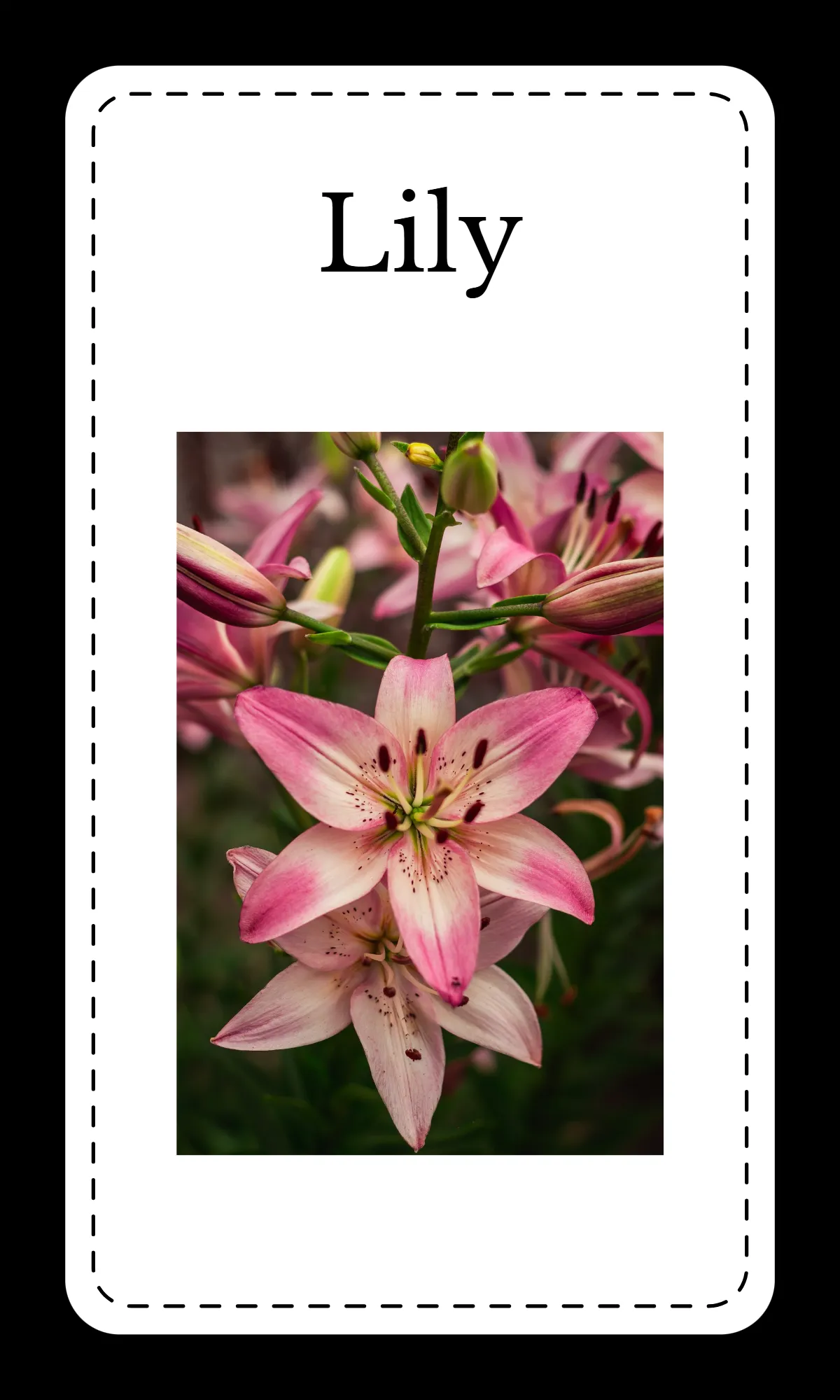 Free Creative Floral Alphabet Flashcards Template to Edit Online