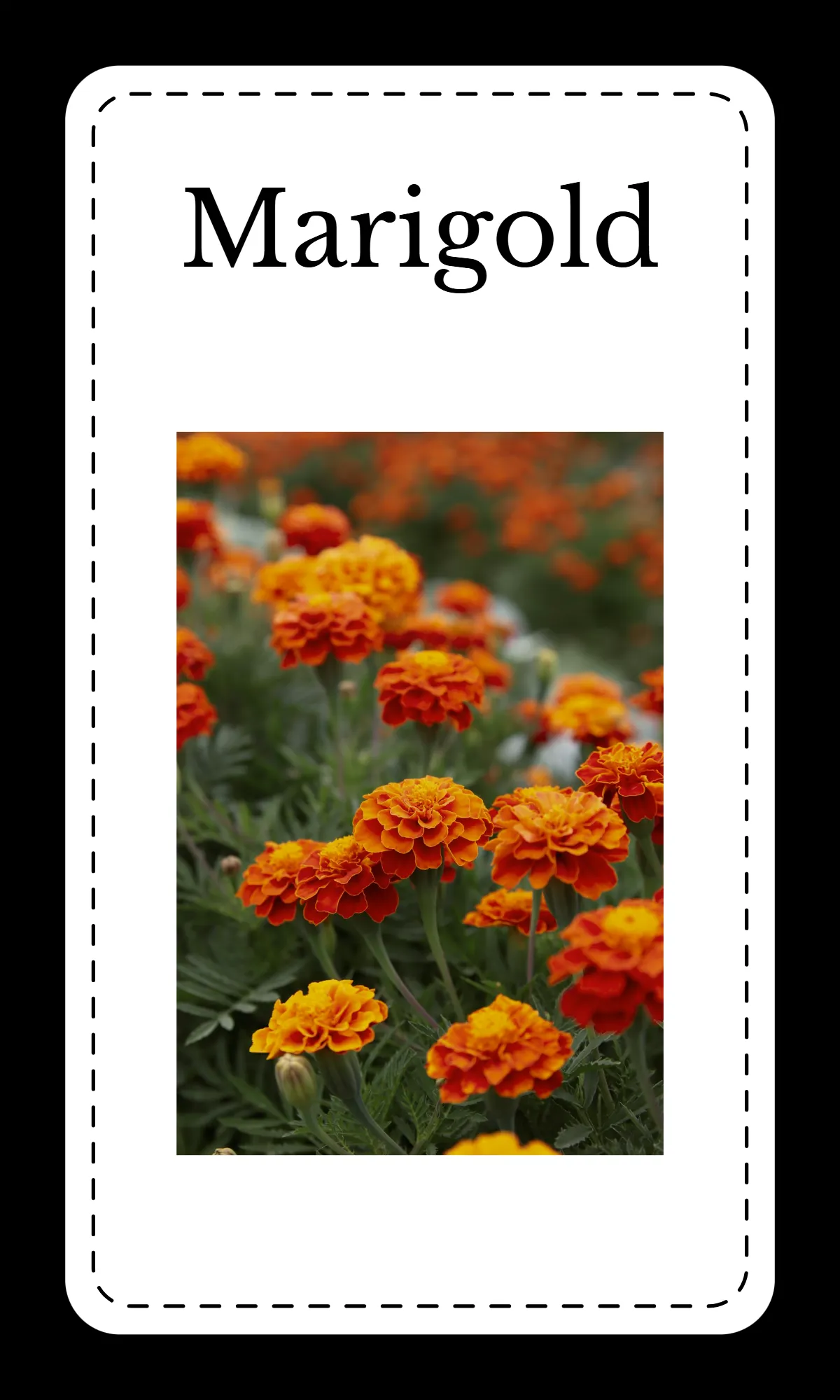 Free Creative Floral Alphabet Flashcards Template to Edit Online